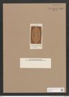 Navicula sp. (de-Toni-Nr.: Genus 1) Zeichnungen Sammlung Grunow Nr. 1584 (NHMW-BOT-W0368121)